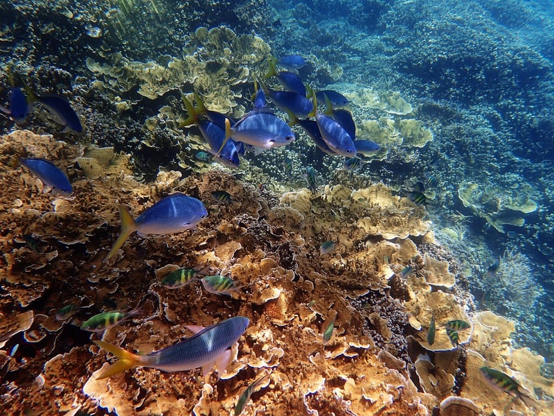 Great Barrier Reef in Australia